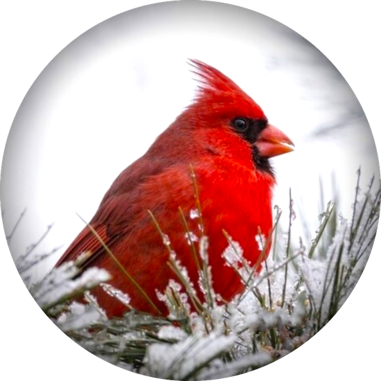 Statement Cardinal Snap